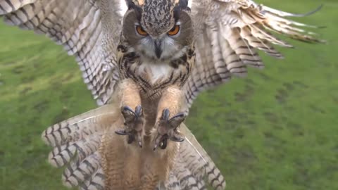 Eagle owl in flight high speed camera AMAZING slow motion camera