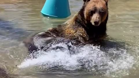 A bear who can enjoy himself