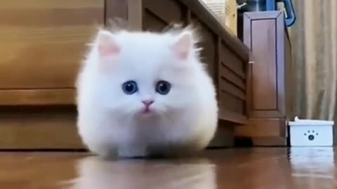 Is a cat an angel? Why is it so cute?