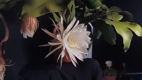 曇花綻開 Queen of the night flower（Epiphyllum）