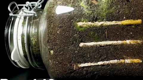 CIGARETTE IN SOIL - 1 YEAR Time Lapse