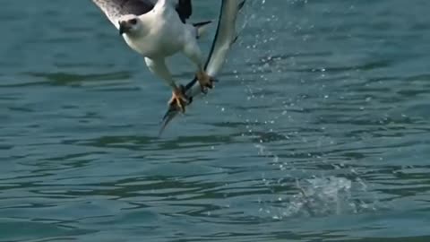 Bald Headed Eagle Catches Sol & Salmon Fish | Nature