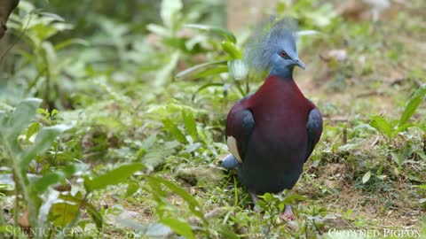 Incredible 4K Birds in Nature Scenes with Bird Sounds for Relaxation