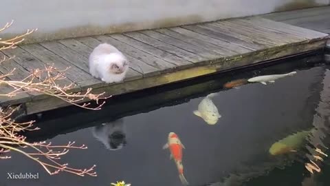 Pond Playful Cat.