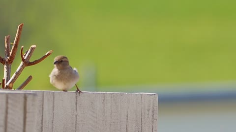 beautifull sparrow bird