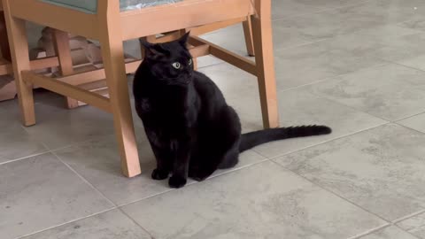 Adopting a Cat from a Shelter Vlog - Cute Precious Piper is a Peaceful Security Guard