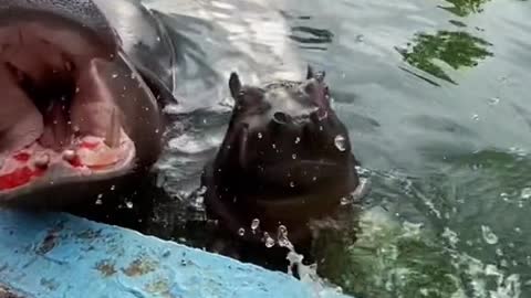 hippos