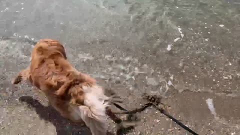 Sam’s first beach visit.