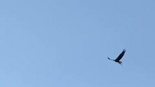 Bald Eagle flys home with fish