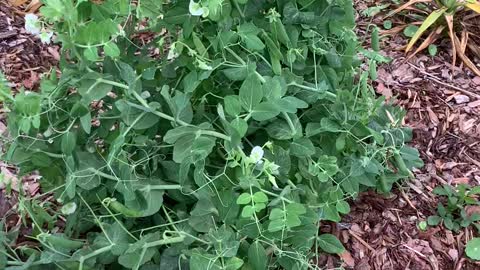 Pea Pods Galore!!