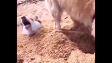 Funny Moments animals lovers #8