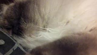 Seal point Himalayan cat sleeping and snoring