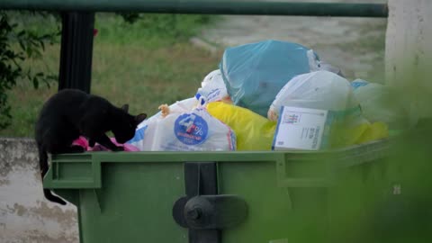 Black cat in full dumpster smelling packets with garbage in search of some food