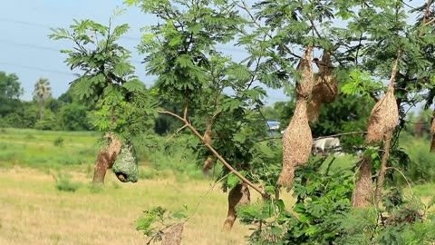 bird building nest