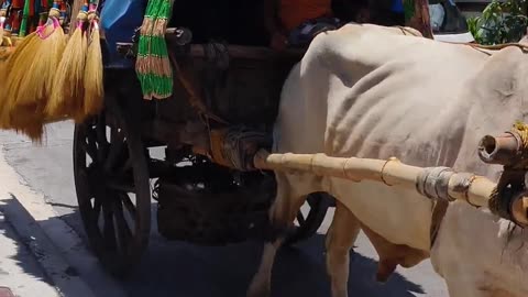 Strangest Cow Cart in Town