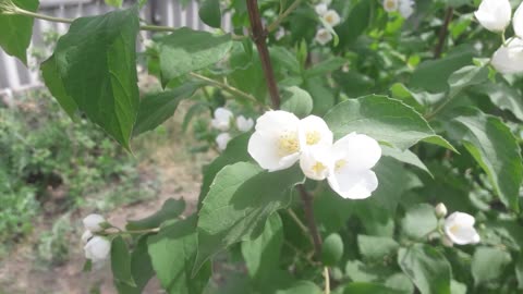 Jasmine flowers