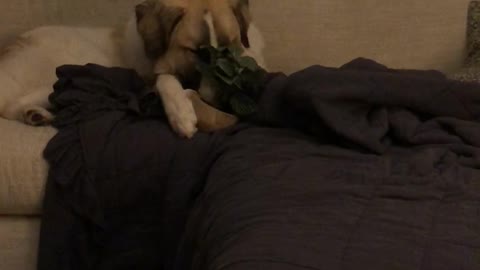 Dog Takes a Plant