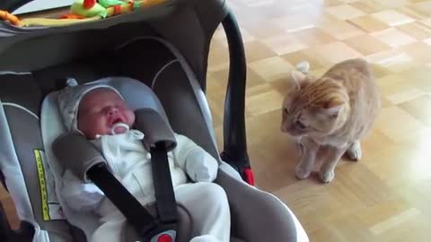 Cat meet baby first time