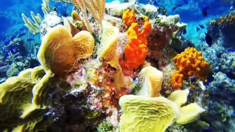 The most beautiful coral reefs and undersea creature on earth