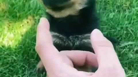 Bulldog Puppy Throws An Adorable Temper Tantrum