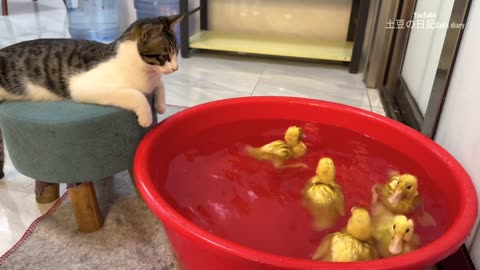 This kitty's is the world’s favorite cats 🐈 to watch ducklings swim