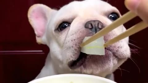 Dog Eating Melon Soup ASMR