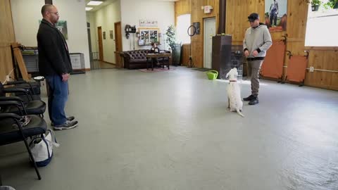 Extremely reactive pitbull + Leash reactive dog training