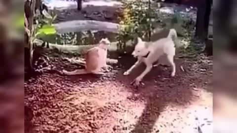 🤣 Funny video II cute Animals soo beautiful🐱🐶