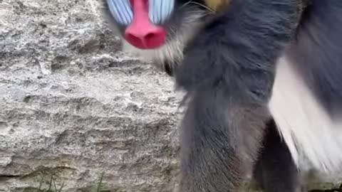 The male mandrill is the...