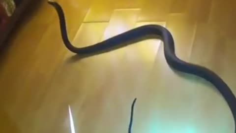 OMG | Black Mamba entered home