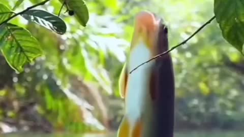 Beauty of fish feeding video👍👍🙀🙀🙀🙀🙀🙀🙀