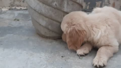 Golden Retriever-Tinny Playing Time#goldenretriever#retriver #retrieverpuppy#rumble#video#puppy