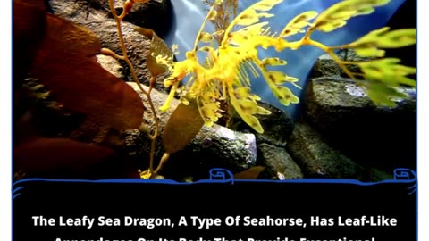 The Leafy Sea Dragons: Nature's Enigmatic Illusionists