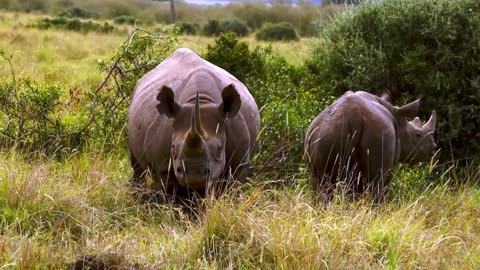 Protective rhinoceros mother keeps a close eye on her precious calf