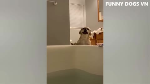 Funny dog and cat playing so amazing