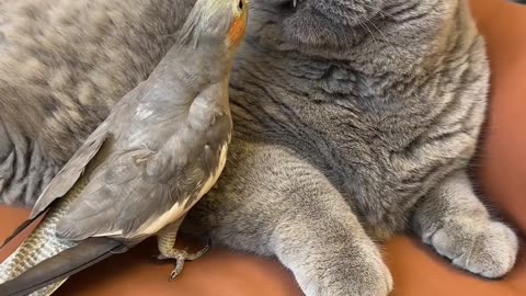 True Love: Bird and Cat - Heartwarming Friendship!