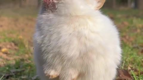 Cute rabbit eating strawberry 🍓