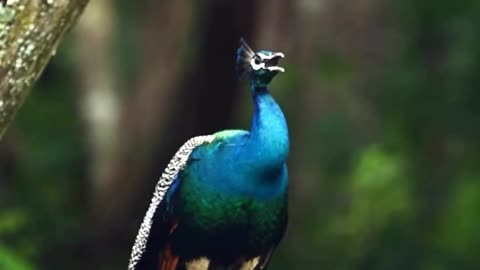 Indian Peacock