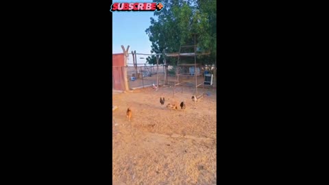 Dog - Chicken - Cat - Other team animal are play the game