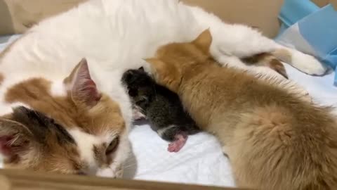 10 sec after birth - Adopted kitten helped mom cat give birth for two more kittens