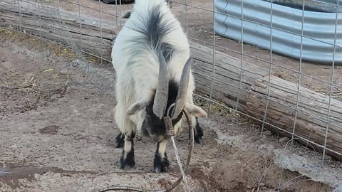 Paw The Almighty Unicorn Goat