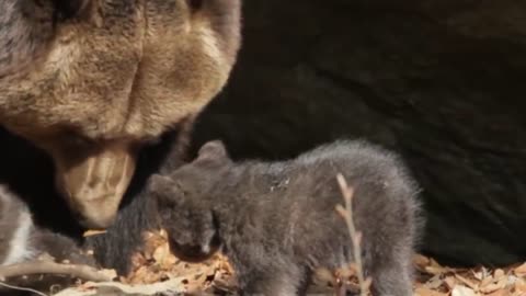 Grizzly Bear Mother Protects Her 3 Tiny Newborns Cubs