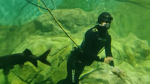 Singapore - Aquarium Live Feeding