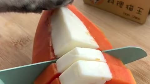 Smart Cats cut in papaya funny compilation Tik Tok Cats funny