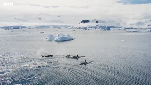 Incredible Orca Hunt | Frozen Planet II | BBC Earth