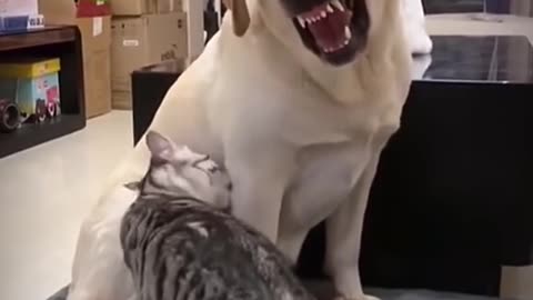 🐶Dog and 🐱 cat amazing video