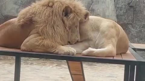 Lovey Dovey Lion Couple