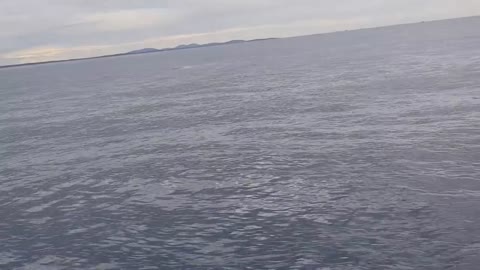 Whale jumps out of nowhere during sight seeing tour.