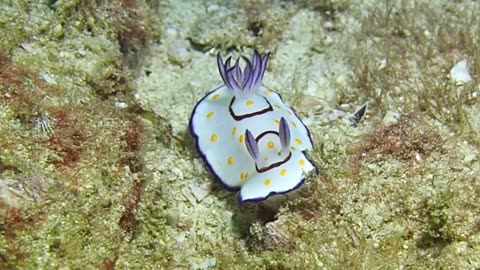 Underwater video of nudibranch