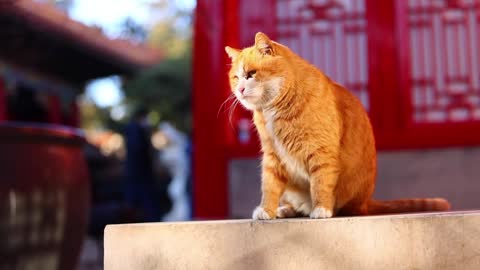 Orange cat in the sun